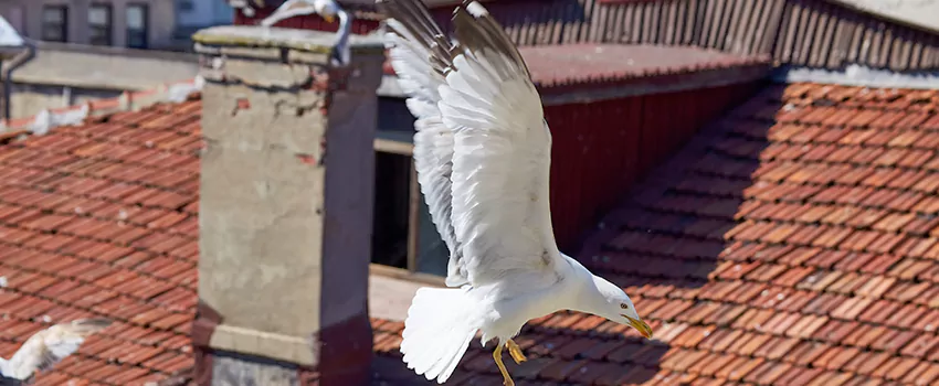 Residential Chimney Animal Removal Solution in Monterey Park, CA